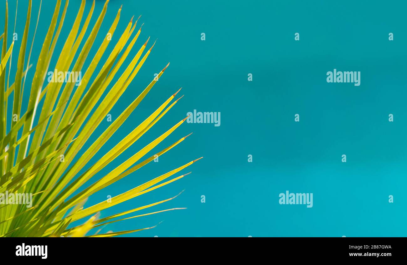 Albero di palma verde astratto su sfondo blu turchese Foto Stock