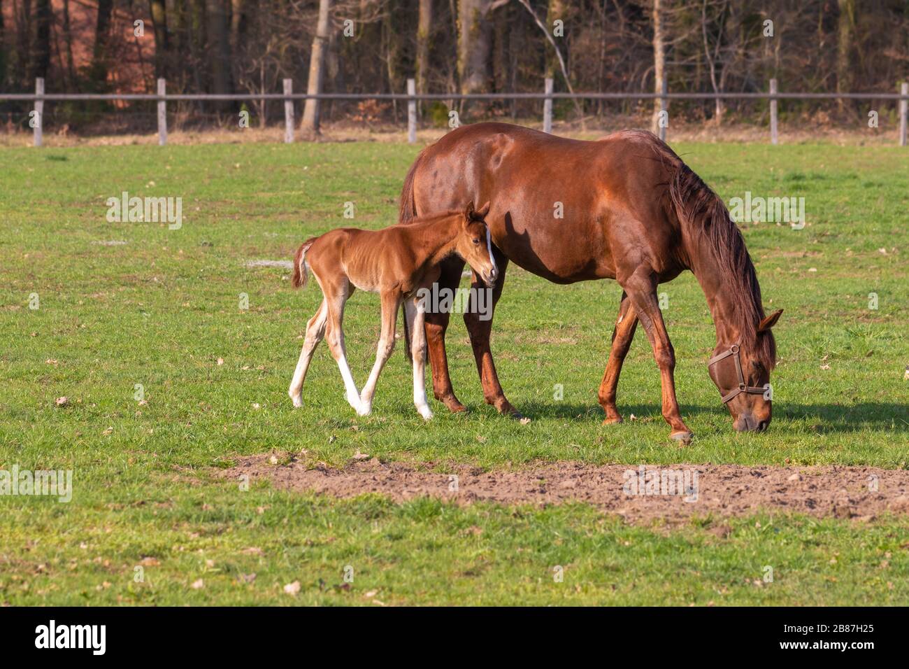 Mare con il fallo nel pascolo, Lüneburg Heath, Germania del Nord. Stute mit Fohlen auf der Weide, Lüneburger Heide, Norddeutschland. Foto Stock