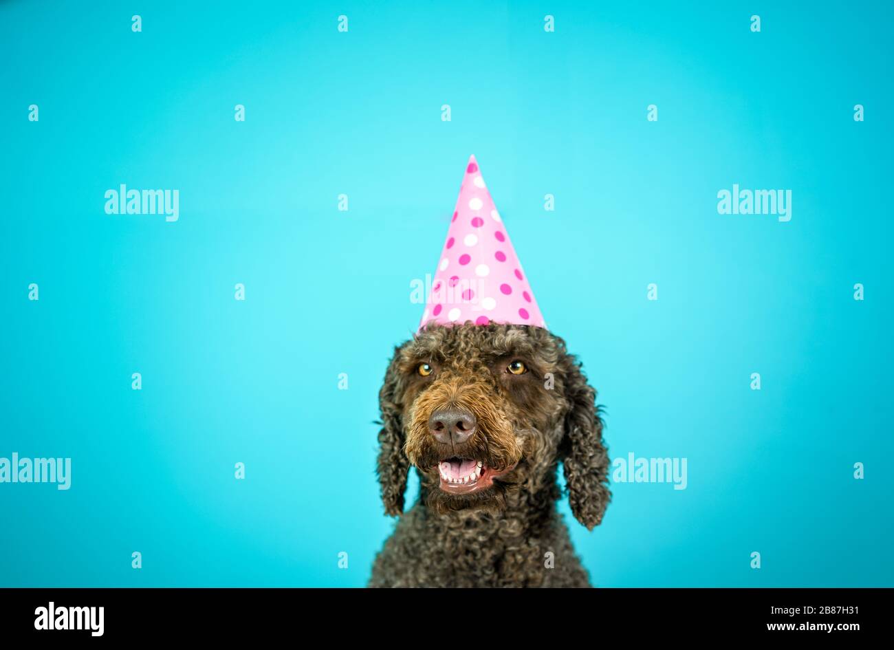 Buon cane spagnolo con cappello di compleanno. Scena festiva. Foto Stock