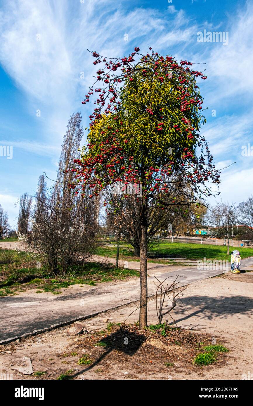 Albero di crabapple soffocato da parassita mistletoe in un parco privo di gente, Mauerpark, Prenzlauer Berg, Berlino, Germania Foto Stock