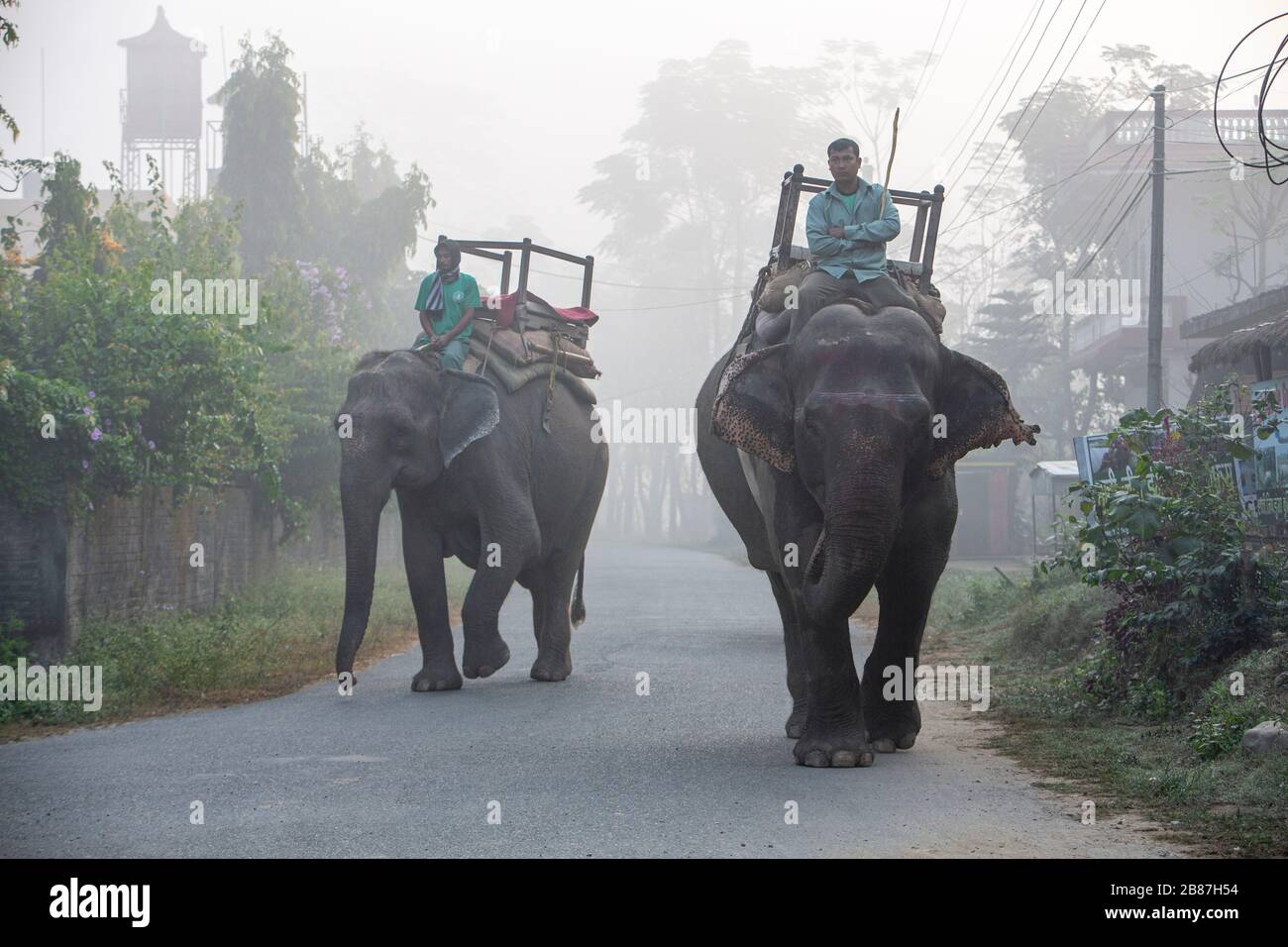 Cavalcando elefanti nella nebbia del mattino, Chitwan, Nepal Foto Stock