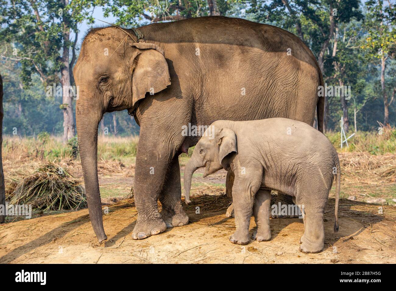 Elephant Breeding Center, Chitwan, Nepal Foto Stock