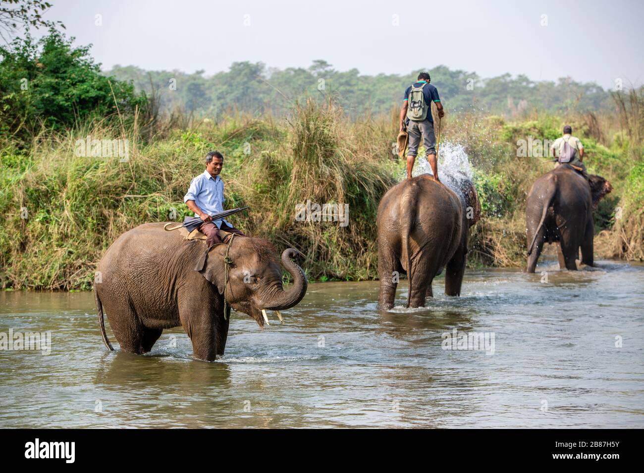 Elefanti che fanno il bagno nel fiume Rapti, Chitwan, Nepal Foto Stock