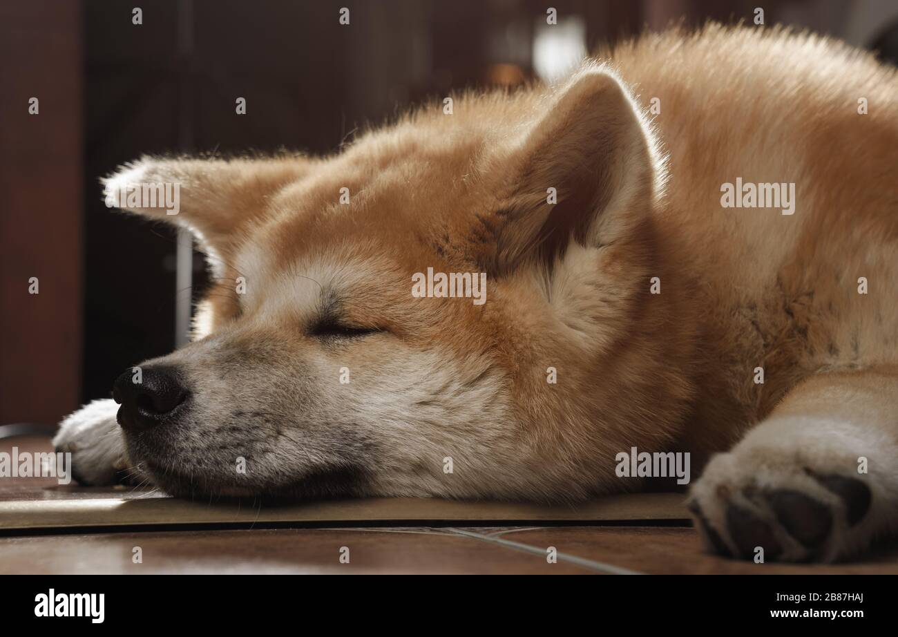 Primo piano sull'adorabile faccia del cane Akita inu che dorme sul pavimento Foto Stock