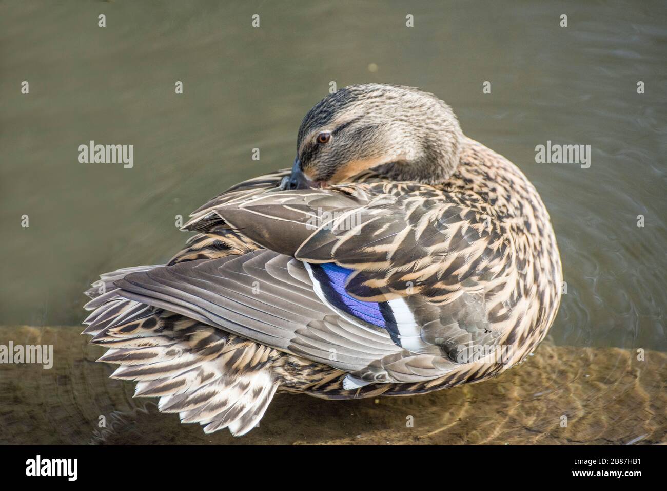 Femmina Mallard Duck Anas platyrhynchos pulizia delle sue piume sulla riva di un canale Foto Stock