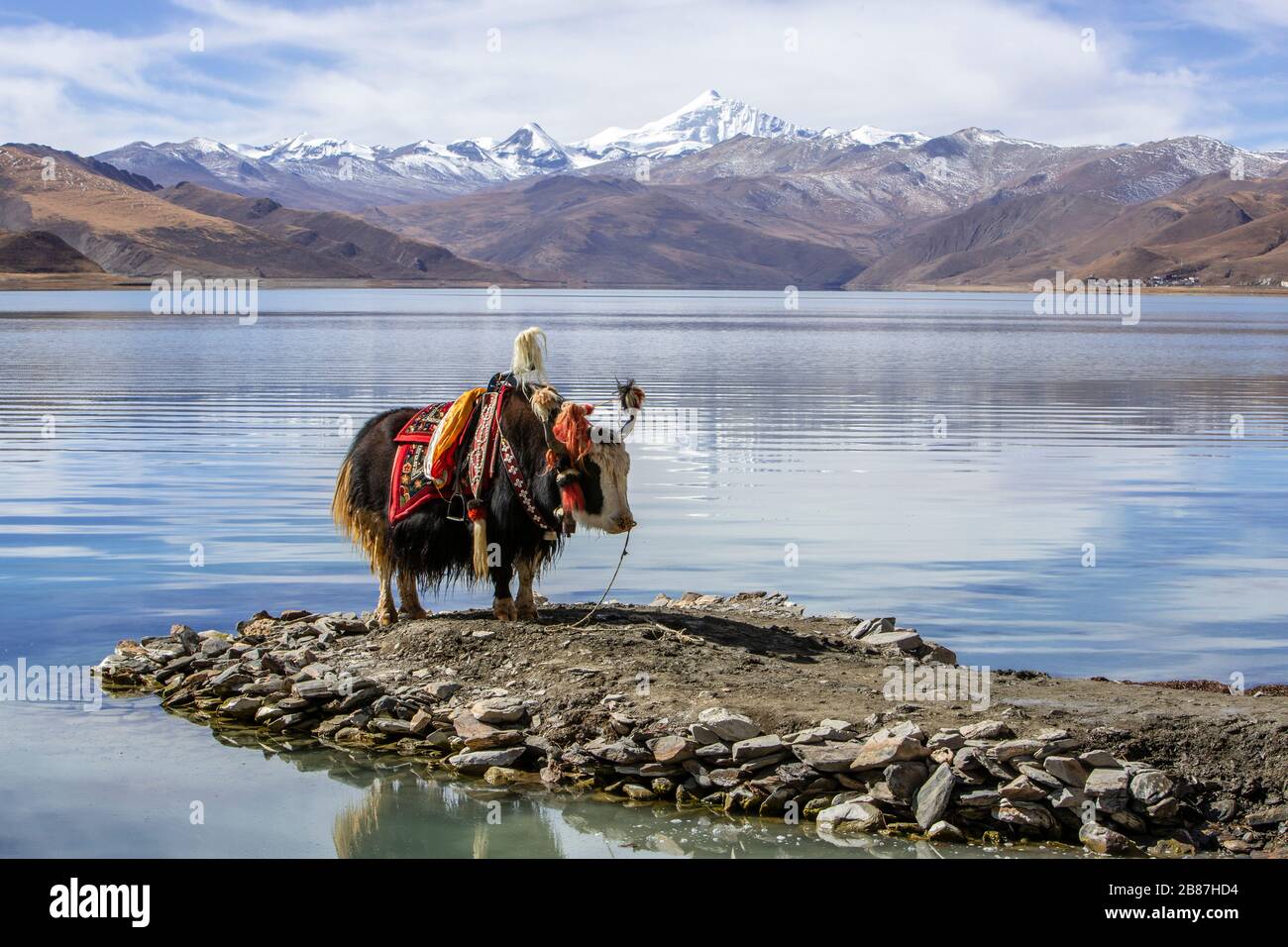Decorato yak al Lago Santo Yamdrok a Gyangze, Tibet Foto Stock