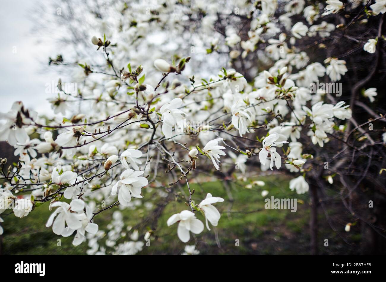 Bella magnolia bianco fiore. Fioritura magnolia tulipano albero. Fresco sfondo di primavera sulla natura all'aperto Foto Stock