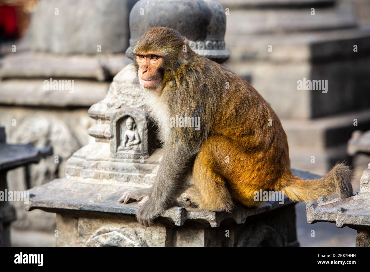 Scimmia macaque a Swayambhunath Stupa aka Tempio delle scimmie a Kathmandu, Nepal Foto Stock