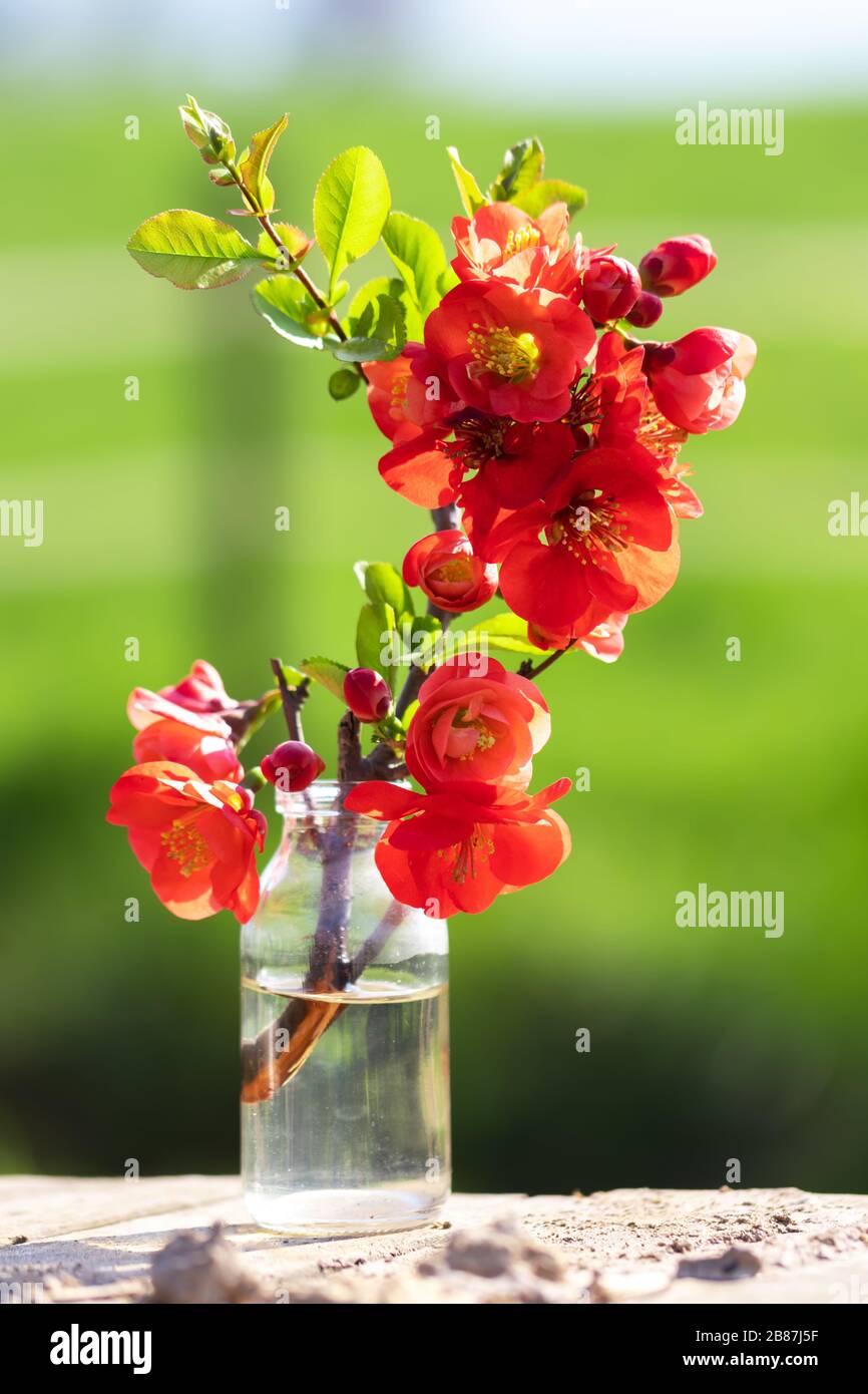 Giardino estivo con bouquet di mele cotogne. Germania Sommergarten mit Quittenstrauß. Germania Foto Stock