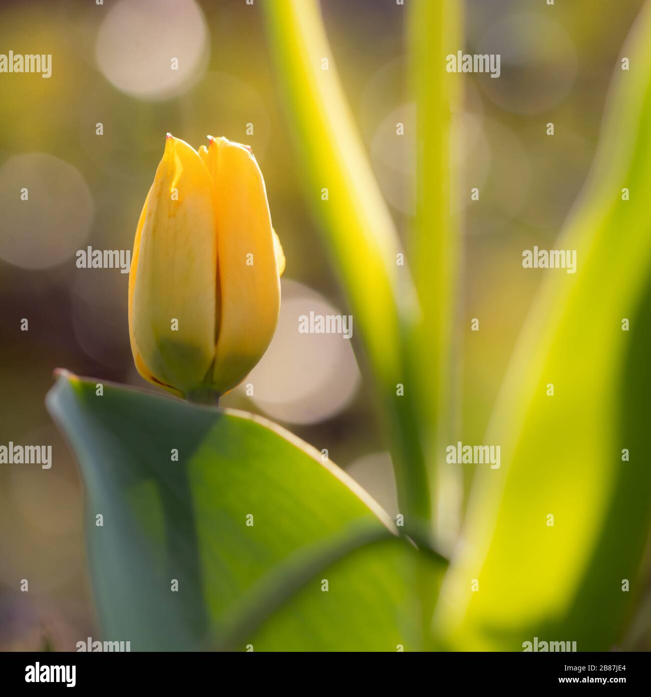 Germoglio tulipano giallo (famiglia di giglio, Liliaceae) in primavera, Germania. Fotografia retroilluminata Gelbe Tulpenknospe (Lilienfamilie, Liliaceae) im Frühjahr, Deutschla Foto Stock
