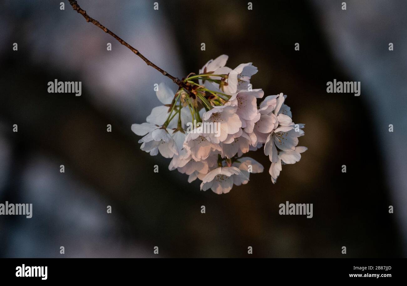 Washington, Stati Uniti. 20 Marzo 2020. I fiori di ciliegio fioriscono a Washington D.C il 20 marzo 2020. Il Servizio del Parco Nazionale ha incoraggiato le persone a stare lontano dai fiori annuali per contribuire a fermare la diffusione del COVID-19, coronavirus, pandemia. Foto di Kevin Dietsch/UPI Credit: UPI/Alamy Live News Foto Stock