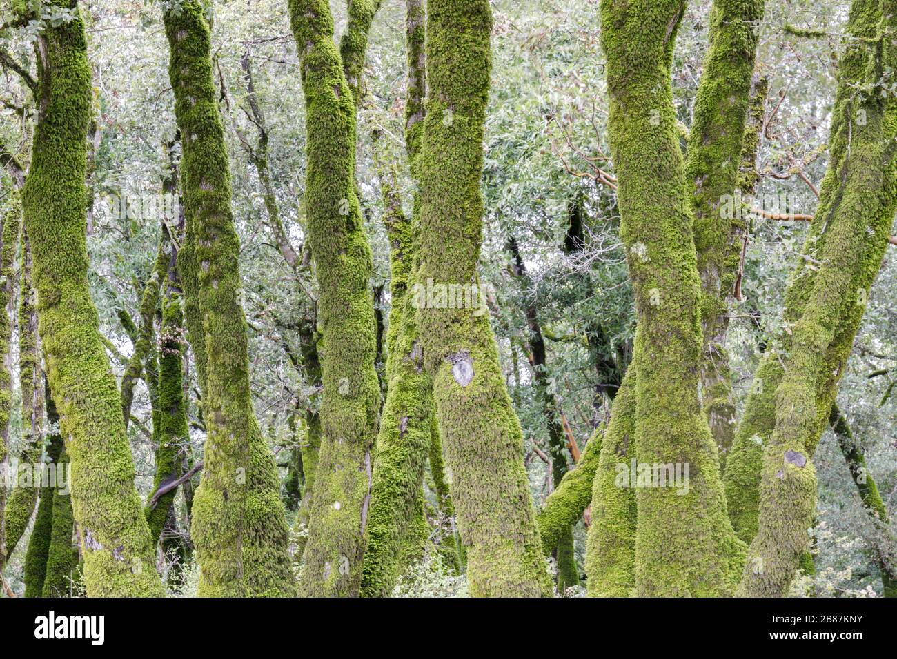 Grove di alberi di quercia Foto Stock