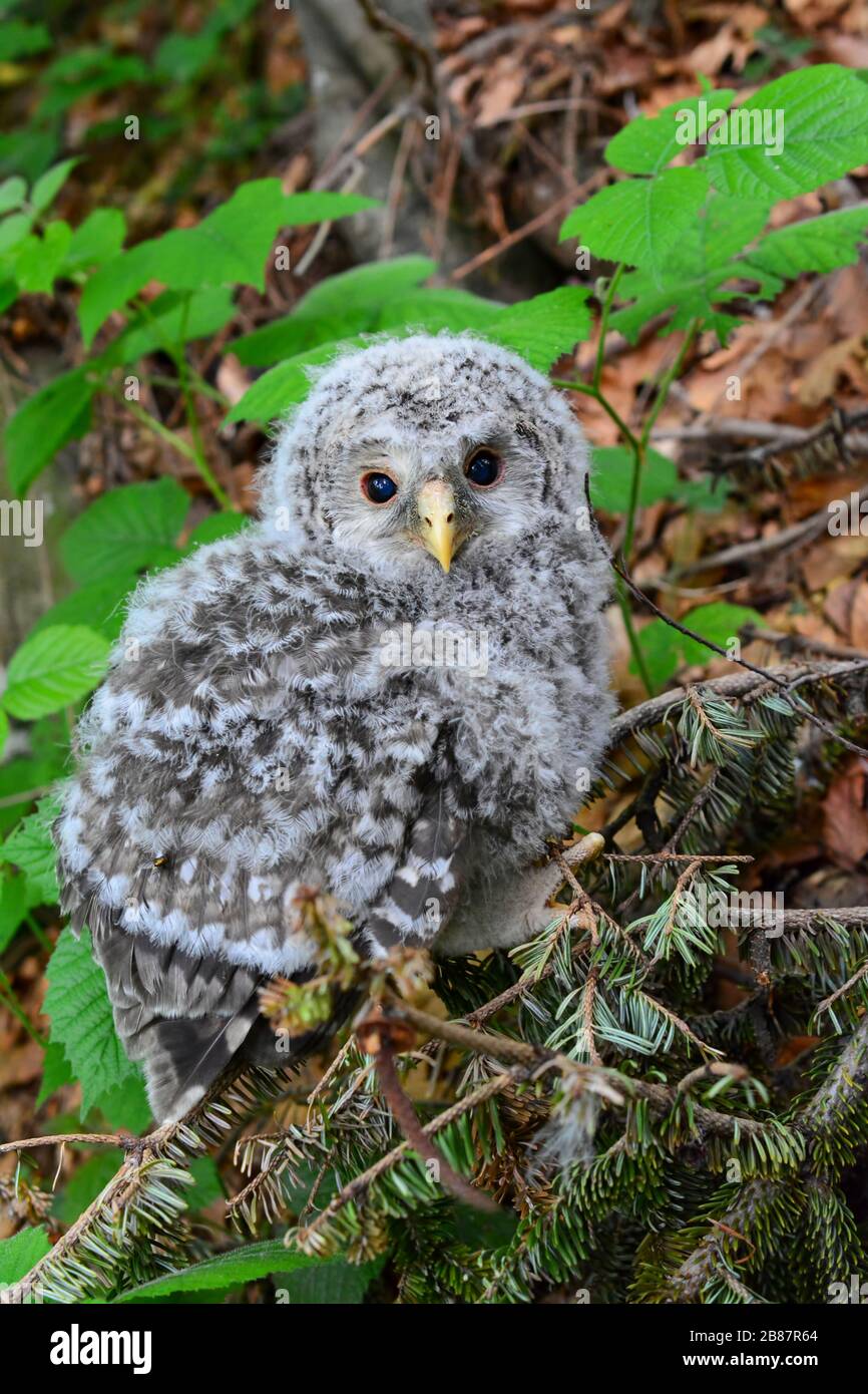 Cucciolo di gufo di Tawny, o gufo bruno, o Strix aluco in habitat naturale, ma fuori dal nido e vulnerabile dai predatori, vista ravvicinata Foto Stock