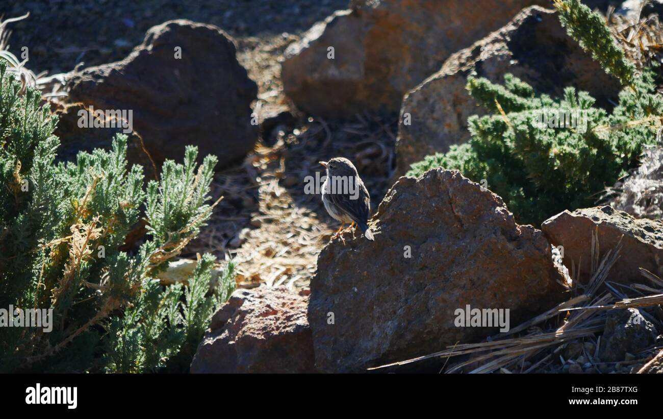 Tenerife, Spagna: Una pipa delle Canarie nel Parco Nazionale del Teide Foto Stock