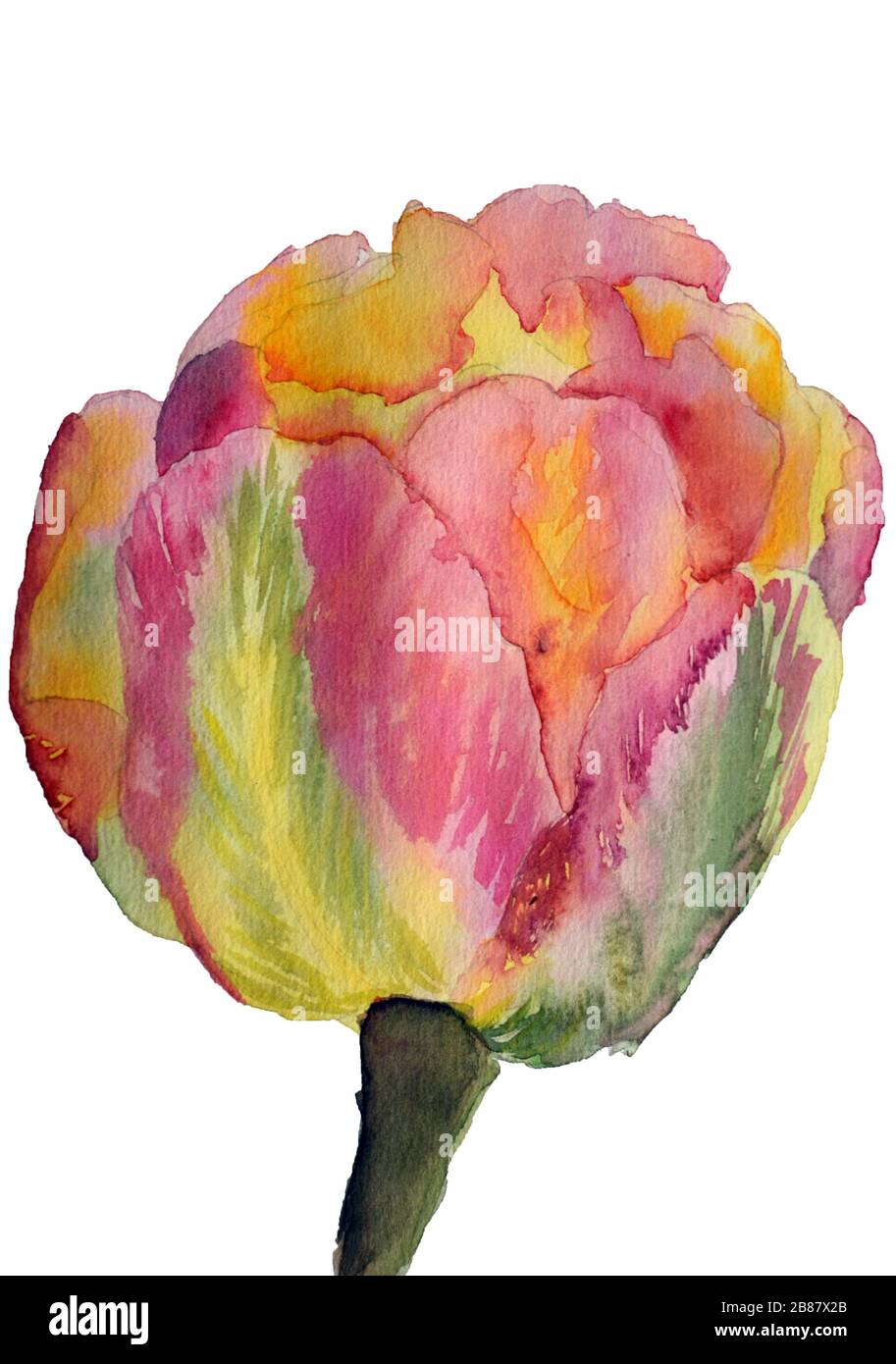 Acquerello magico fiore tulipano isolato su sfondo bianco.Fiore di amore.Rosa, rosa, viola, viola, petali rossi Foto Stock