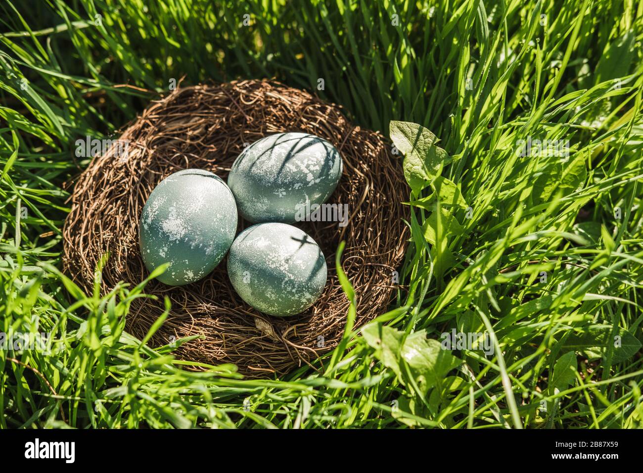 Le uova di pasqua dipinte di blu in un nido marrone si trovano in verde erba fresca. Il concetto della festa primaverile e della caccia alle uova Foto Stock
