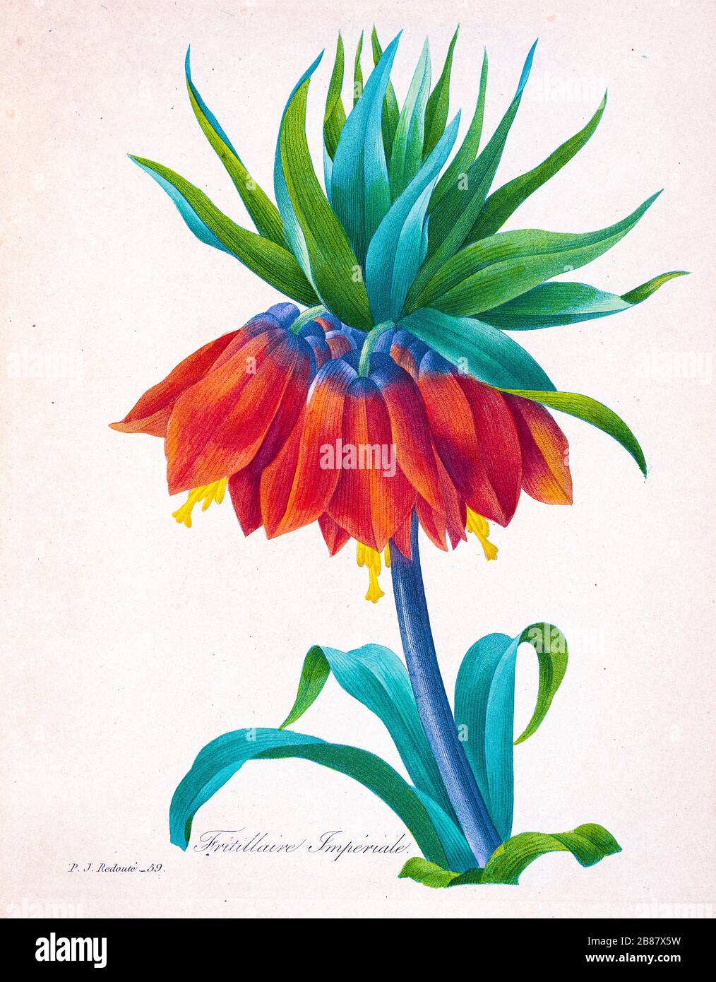 Dipinto a mano del XIX secolo, illustrazione di una Fritillaria imperialis, la corona imperiale, il fritillario imperiale o il fiore della corona del Kaiser, di Pierre-Joseph Redoute. Pubblicato in Choix Des Plus Belles Fleurs, Parigi (1827). Di Redouté, Pierre Joseph, 1759-1840.; Chapuis, Jean Baptiste.; Ernest Panckoucke.; Langois, Dr.; Bessin, R.; Victor, fl. Ca. 1820-1850. Foto Stock