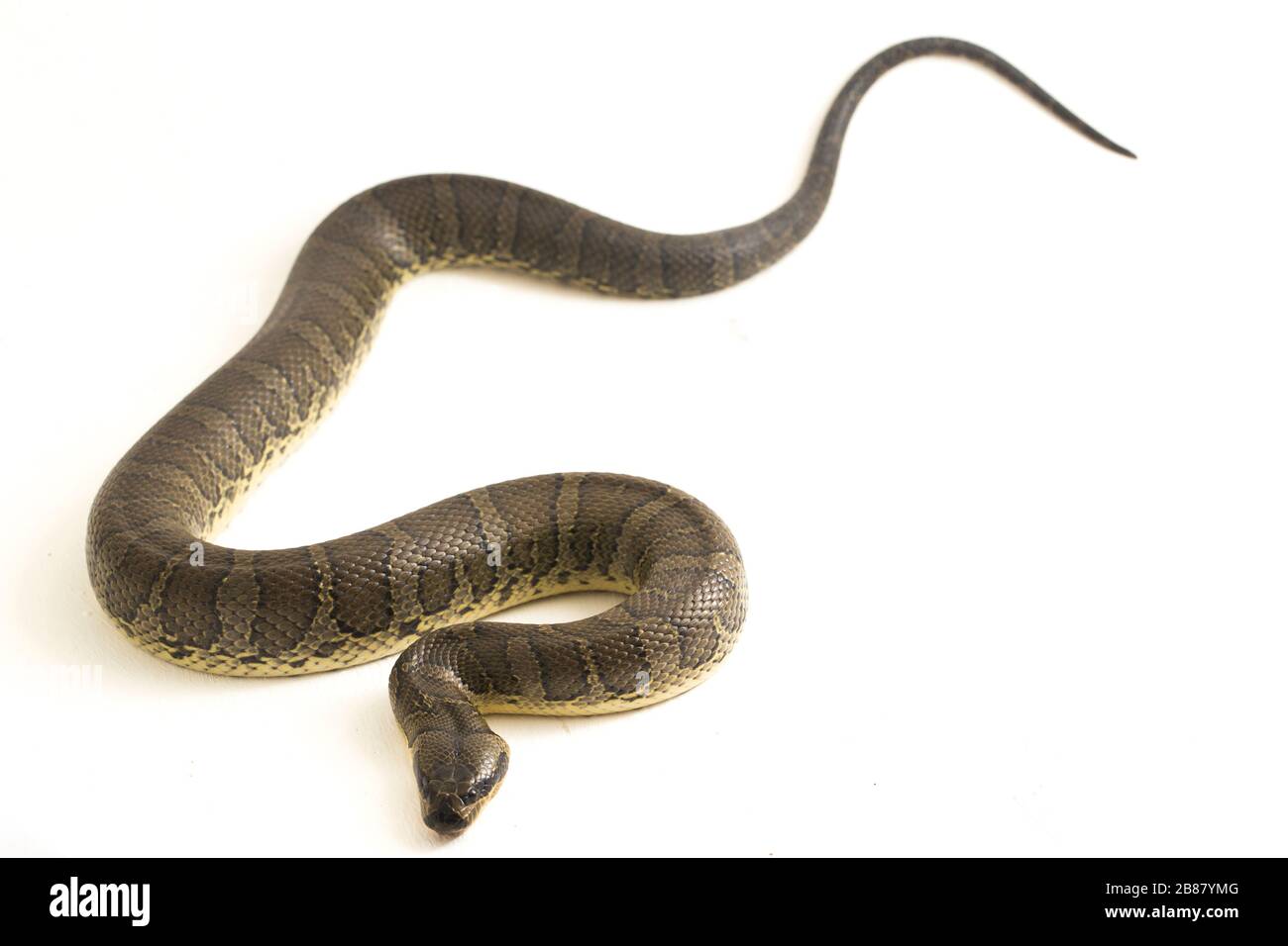 Serpente d'acqua comune di fronte puff (Homalopsis bucata), serpente d'acqua annodato, o serpente d'acqua annodato di fronte puff isolato su sfondo bianco Foto Stock