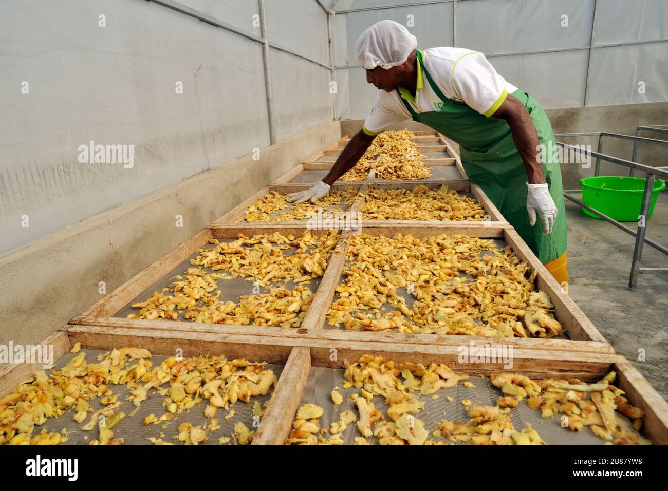 Sri Lanka, Monaragala, fabbrica di spezie, essiccazione dello zenzero Foto Stock