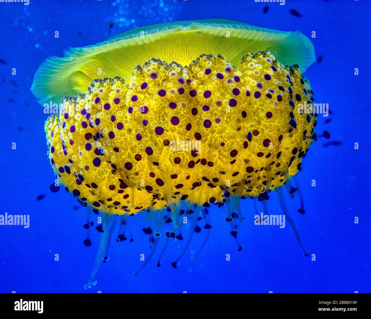 Meduse d'uovo fritte mediterranee (Phacellophora camtschatica) prese immersioni subacquee a Gozo Island, Malta. Foto Stock