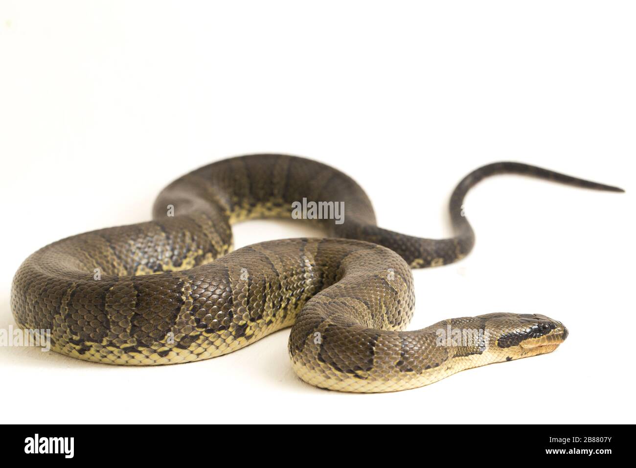 Serpente d'acqua comune di fronte puff (Homalopsis bucata), serpente d'acqua annodato, o serpente d'acqua annodato di fronte puff isolato su sfondo bianco Foto Stock