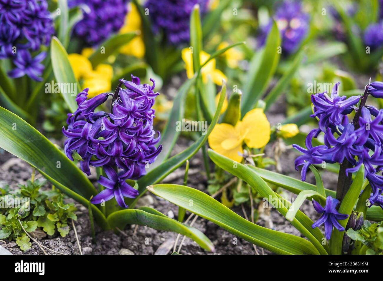 Fiori di giacinto viola che crescono sul terreno nel giardino. Fioritura primaverile Foto Stock