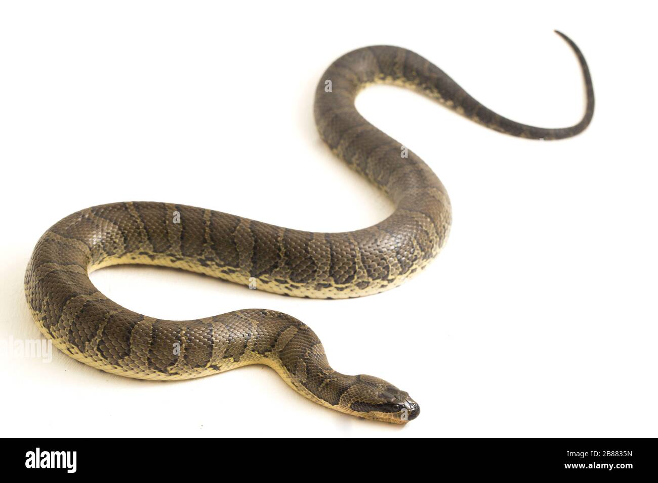 Serpente d'acqua comune di fronte puff (Homalopsis bucata), serpente d'acqua annodato, o serpente d'acqua annodato di fronte puff isolato su sfondo bianco Foto Stock