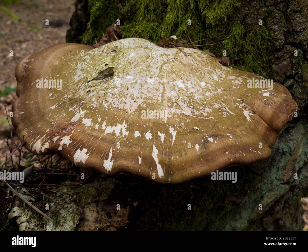 Betulla staffa Fungo (Piptoporus betulinus) trovato nei boschi sulla tenuta di Sandringham, Norfolk, Regno Unito Foto Stock