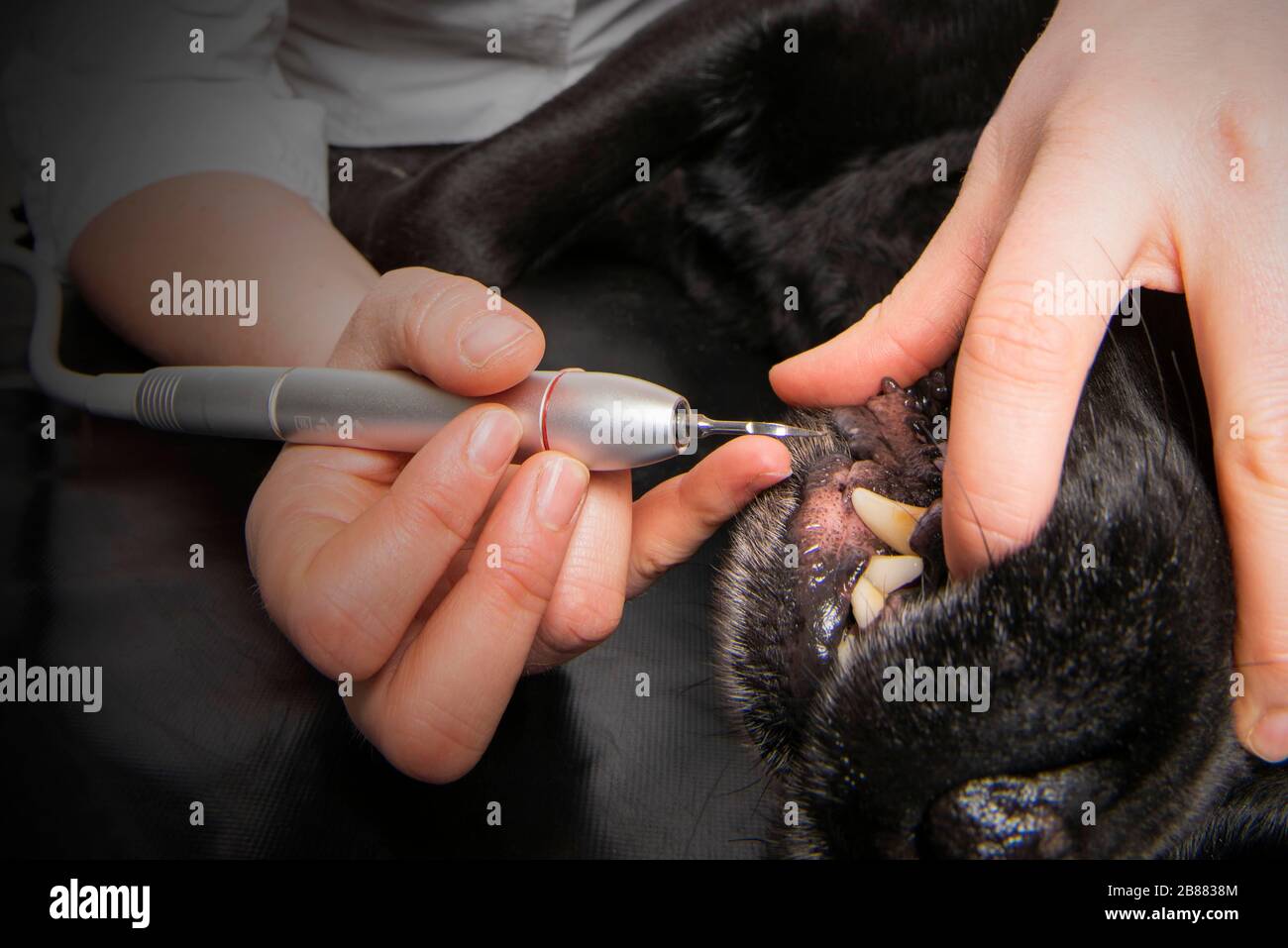 Riabilitazione dentale di un cane, rimozione del tartaro, Austria Foto Stock