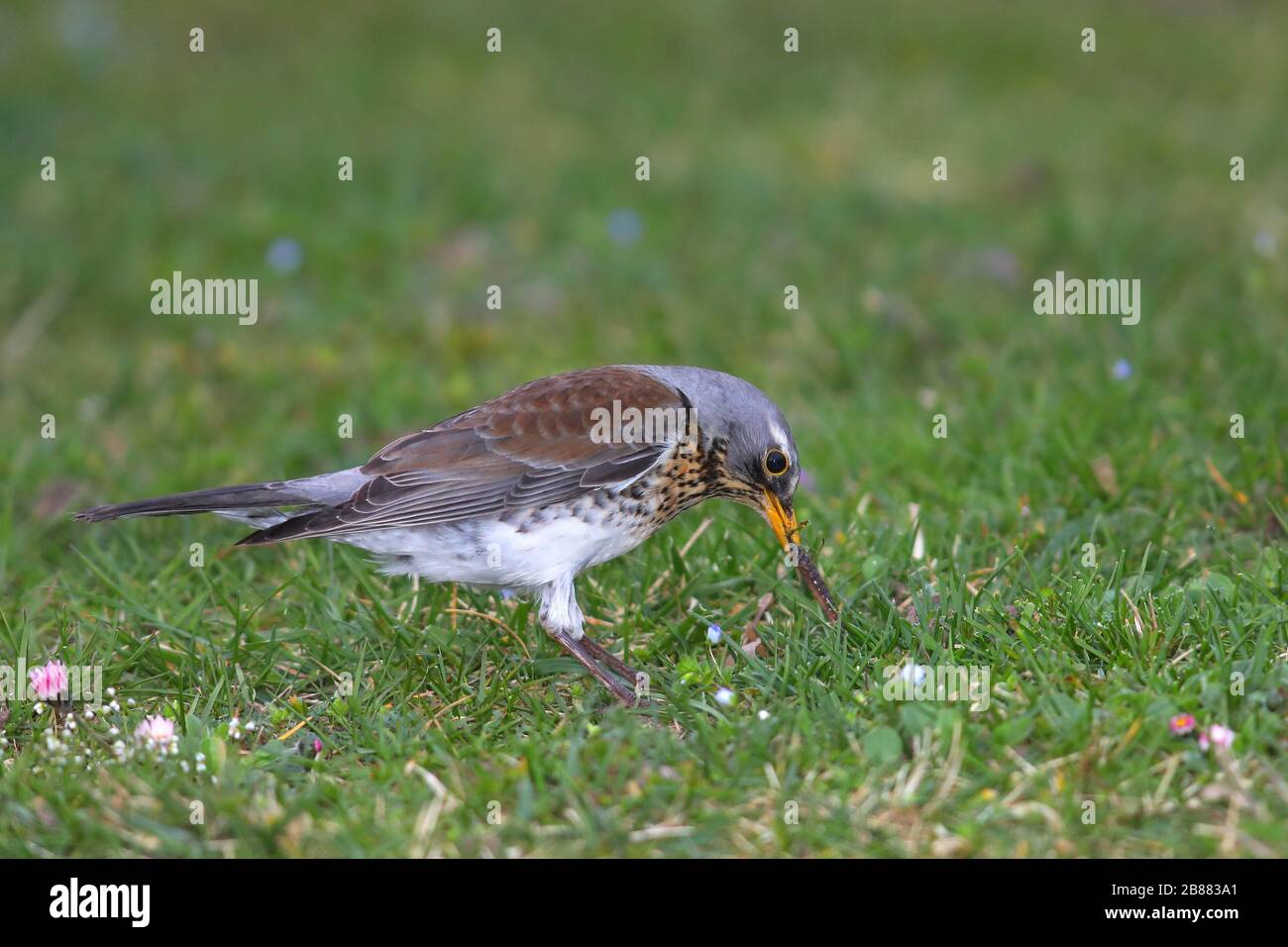 Il campo (Turdus pilaris) tira il verme da terra, Biebrich Castle Park, Hesse, Germania Foto Stock