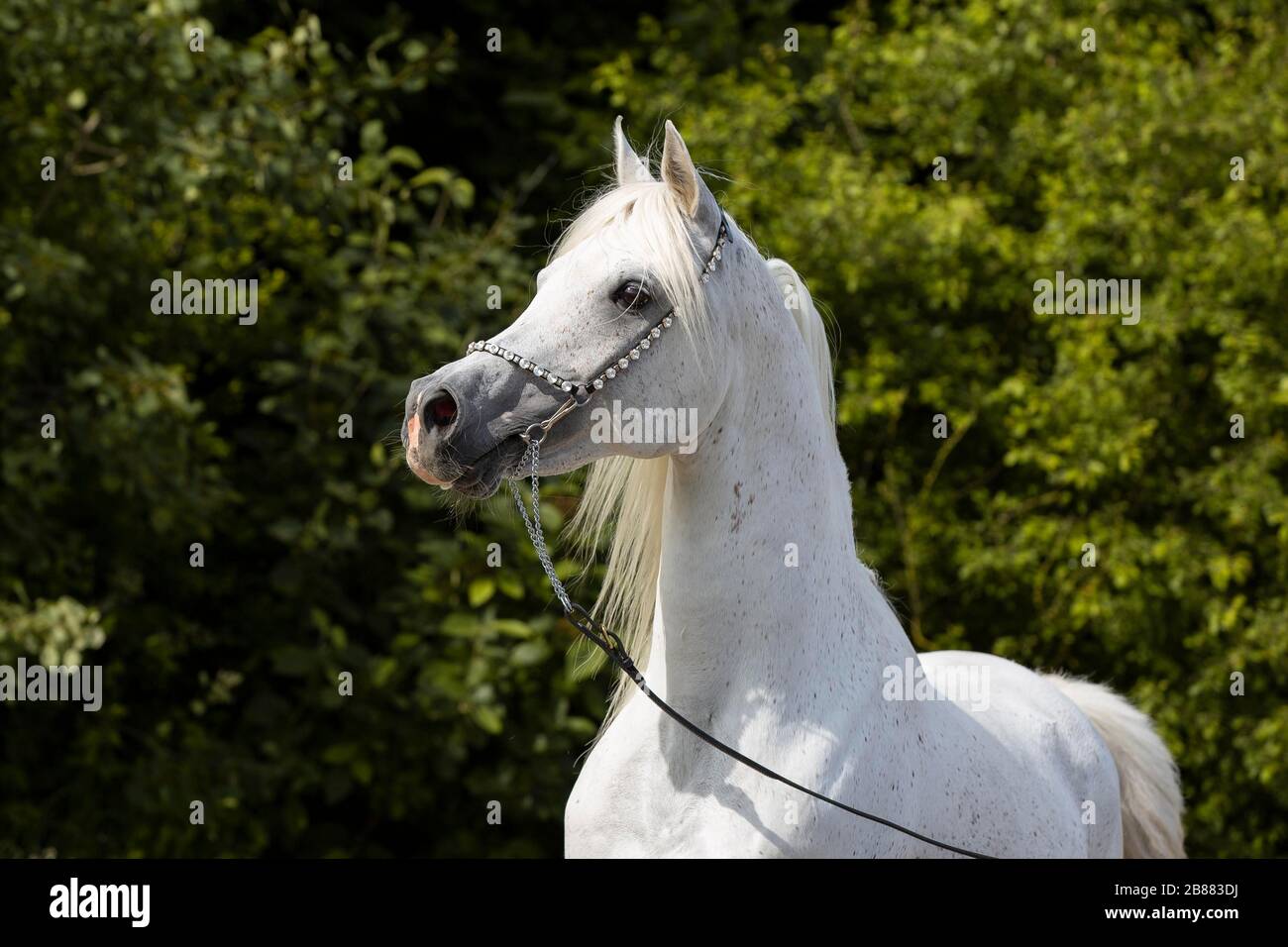 Stallone arabo bianco con alter; Assia, Germania Foto Stock