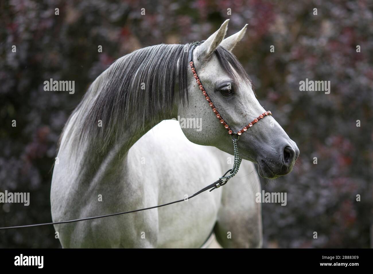 Purosangue Mare Arabico grigio con alter, Tirolo, Austria Foto Stock