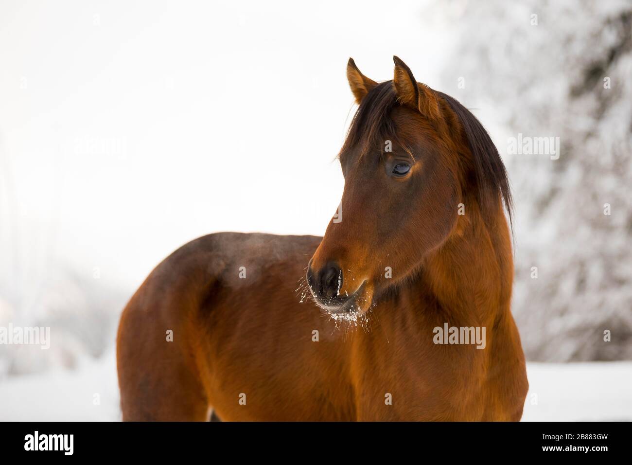 Giovane stallone arabo Thoroughbred in inverno sul paddock, Tirolo, Austria Foto Stock