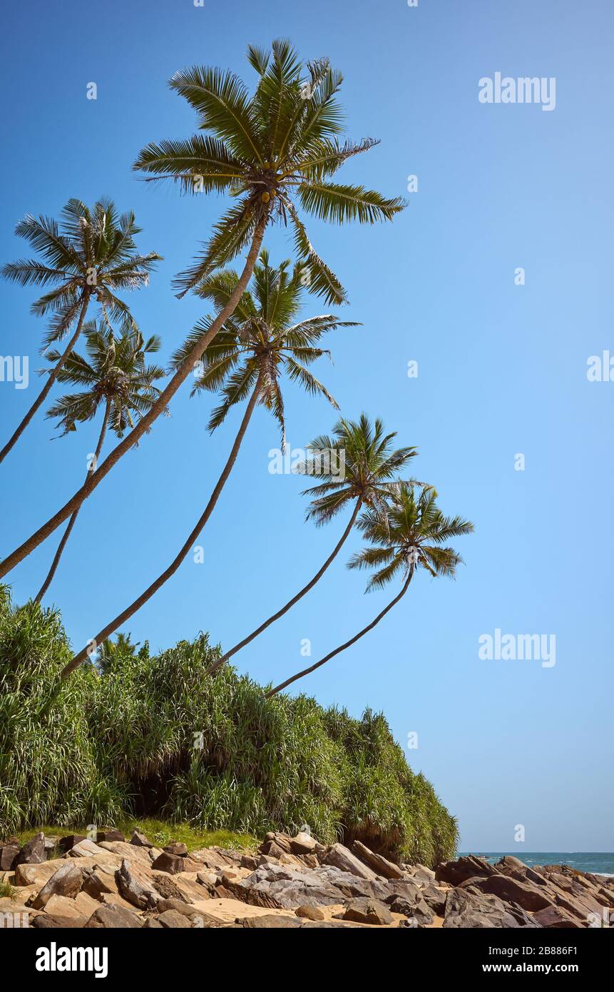 Spiaggia tropicale rocciosa con palme da cocco. Foto Stock