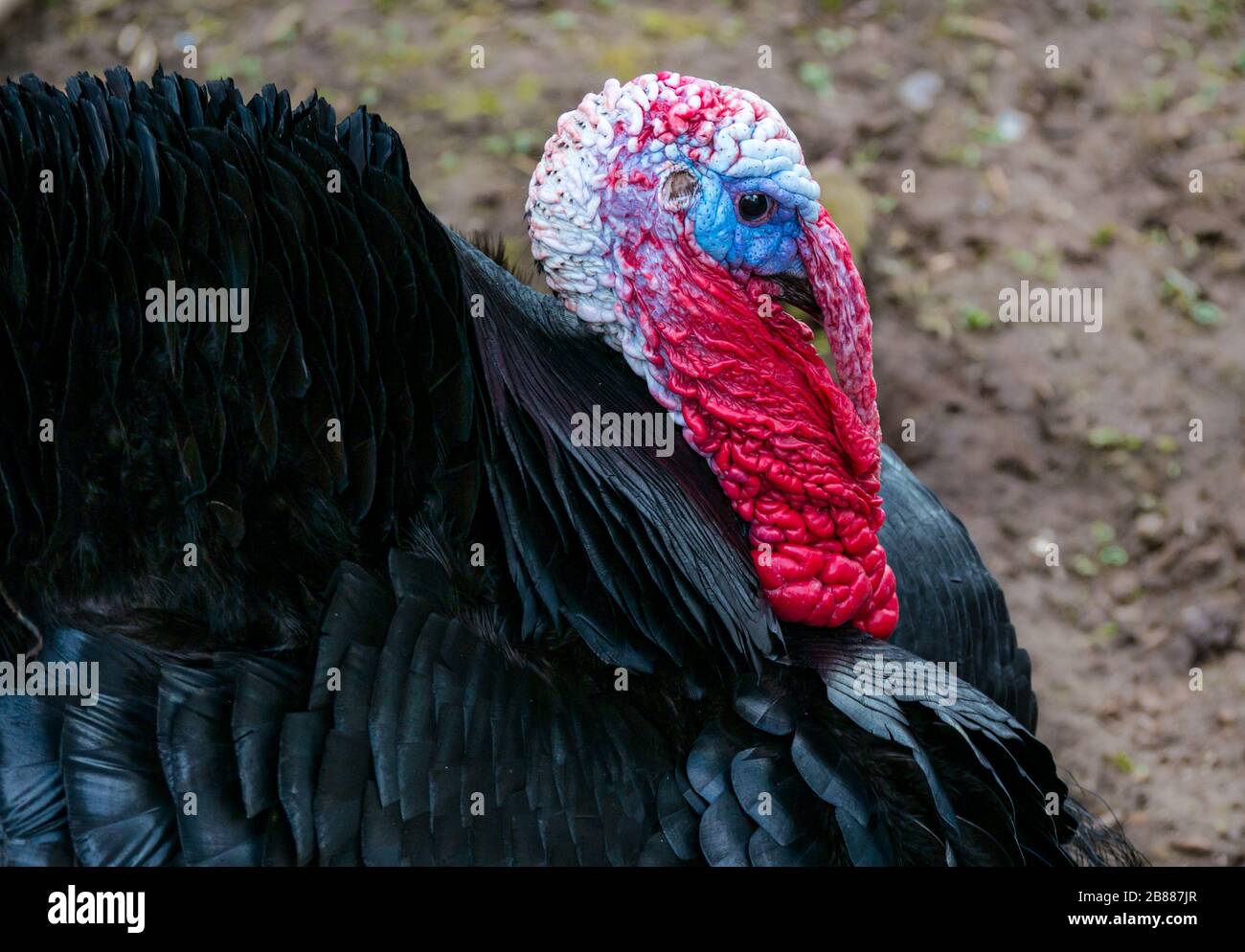 tacchino comune domestico maschile (Meleagris gallopavo) con piume soffici in mostra di accoppiamento in cortile Foto Stock