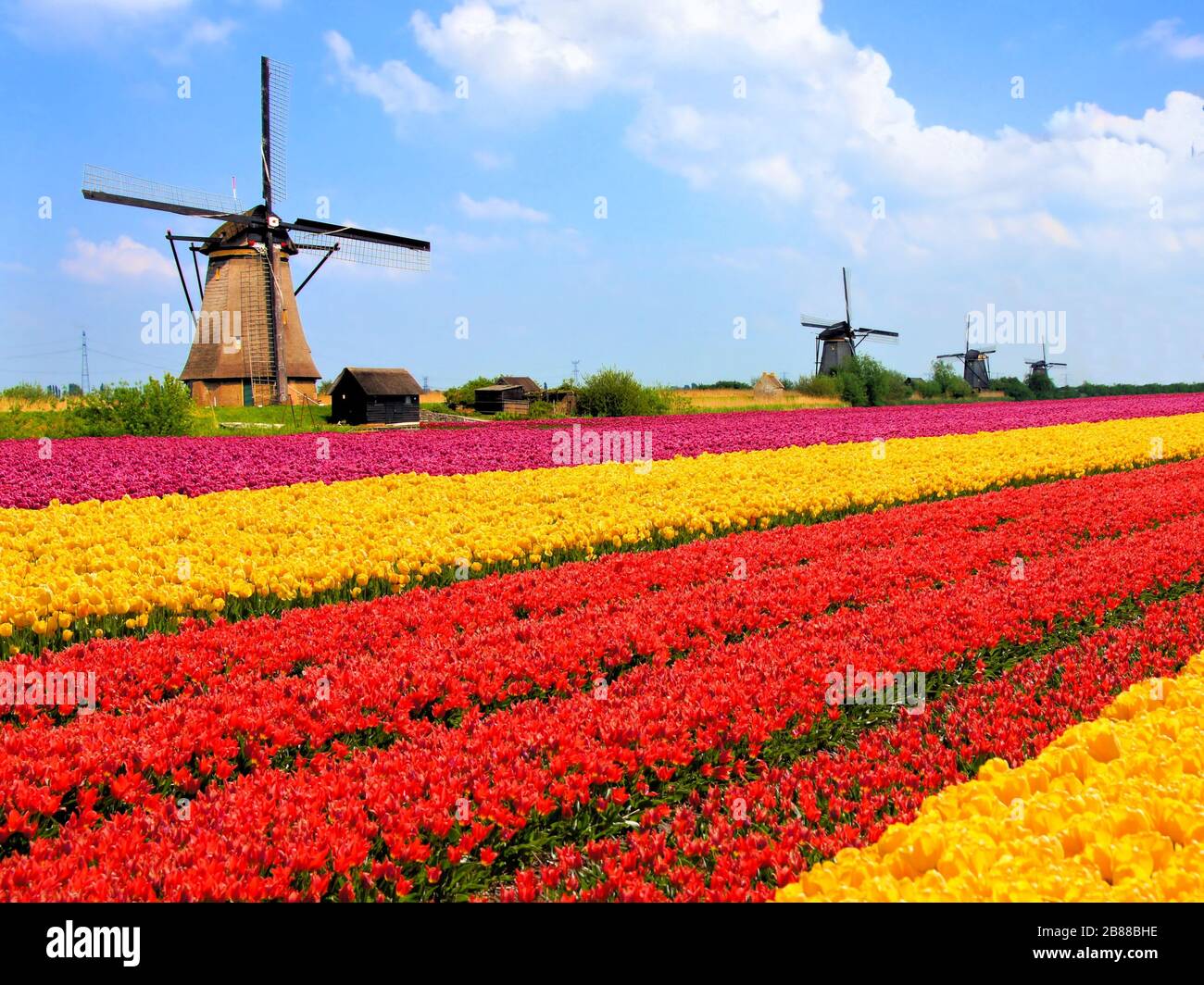 Campi di tulipani vibranti con mulini a vento sullo sfondo, Paesi Bassi Foto Stock