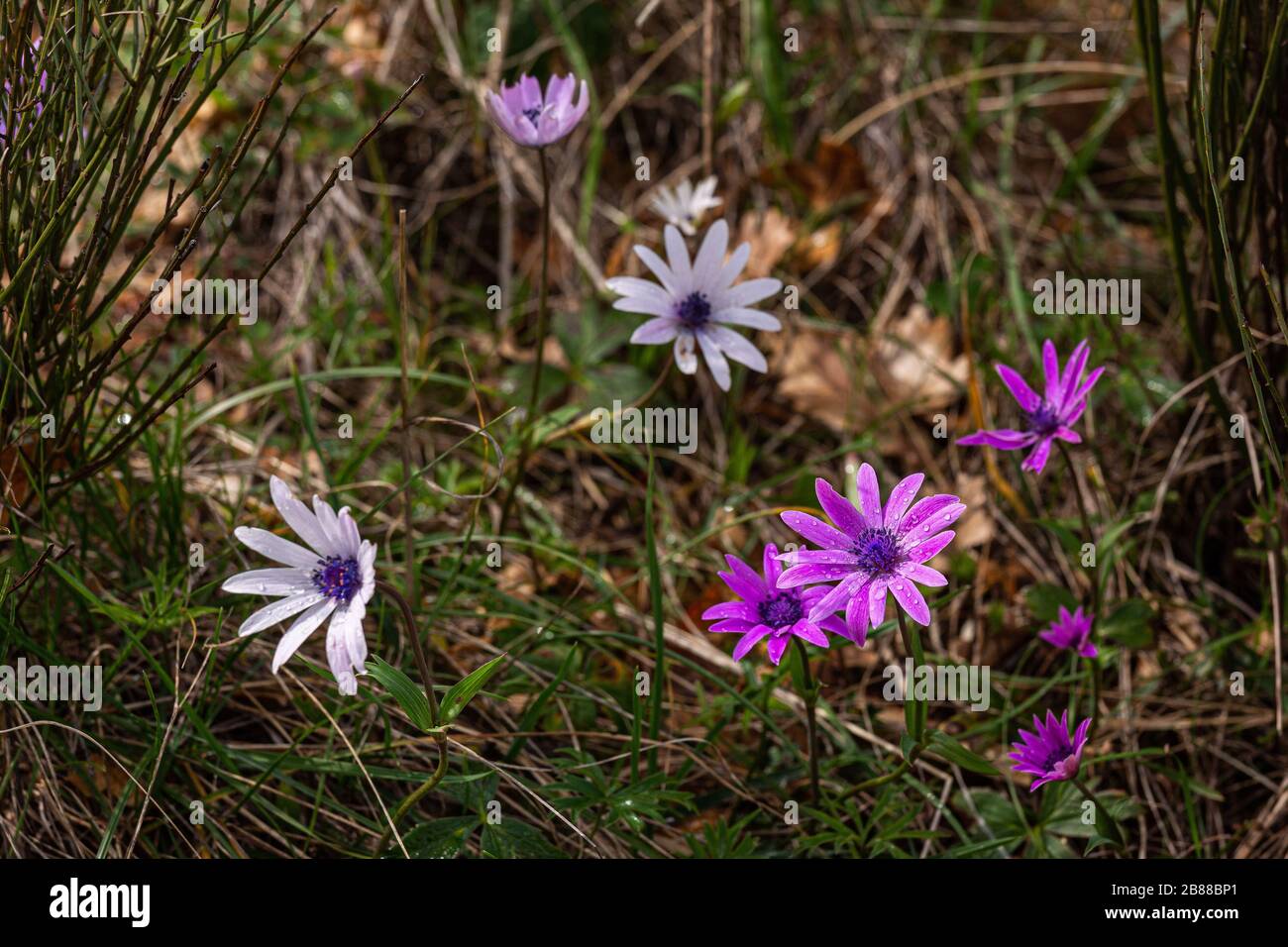 Fiore di ortensis viola e bianco di Anemone Foto Stock