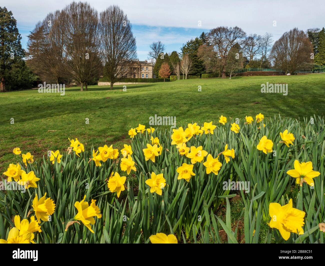 Daffodils a Conyngham Hall a Knaresborough North Yorkshire Inghilterra Foto Stock