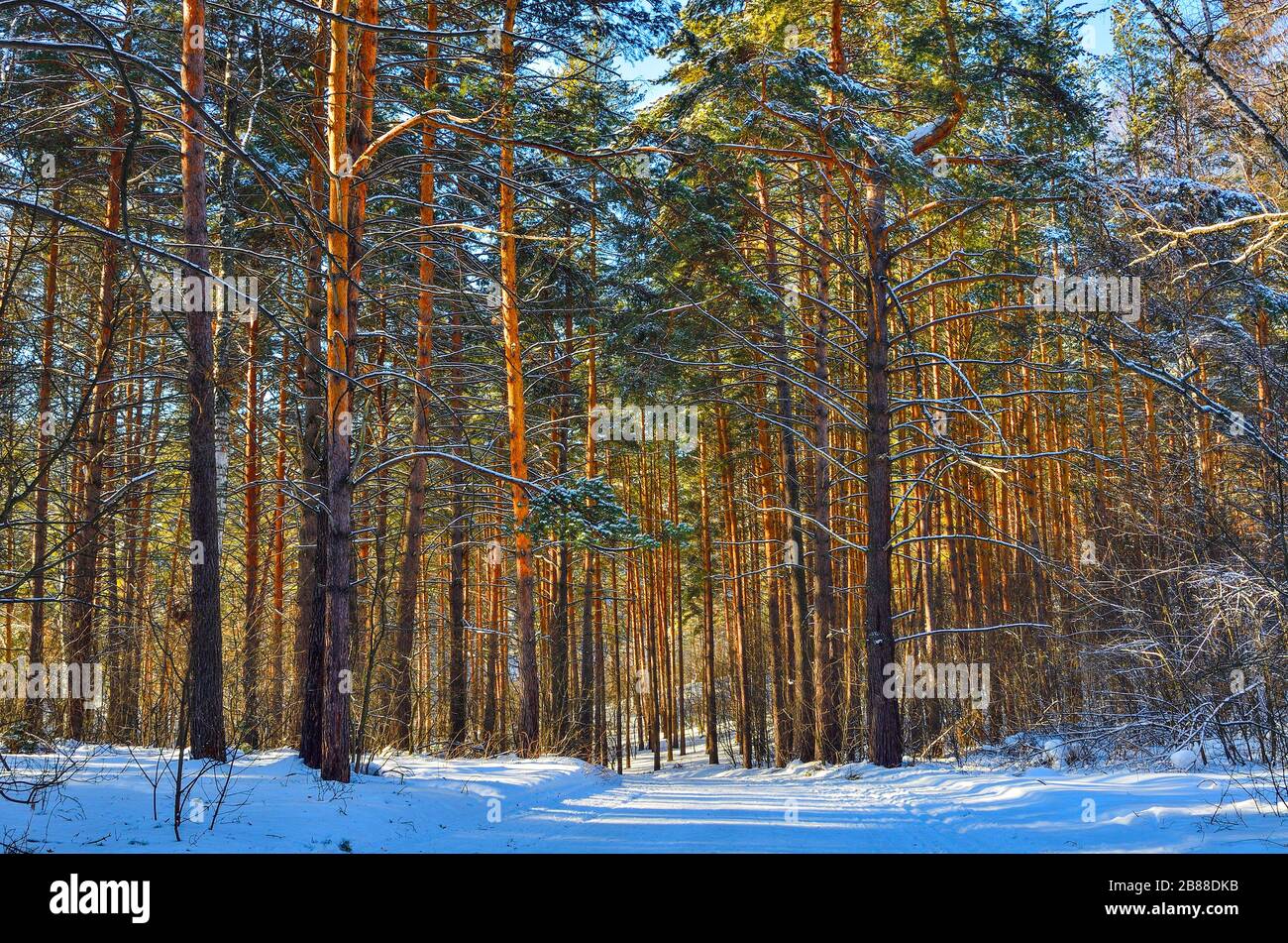 Wintry pineta innevata in giornata di sole. L'aria gelida sana è riempita di sostanze volatili e battericide secrete da conifere sempreverdi. Camminare Foto Stock