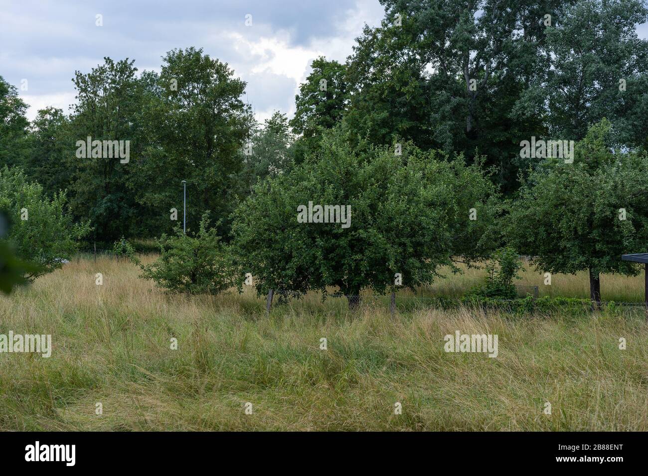 Orchard con alberi di melo in verde alto prato in crescita con parti di erba appiattita dal vento durante la nuvolosa giornata estiva in Svizzera. Foto Stock