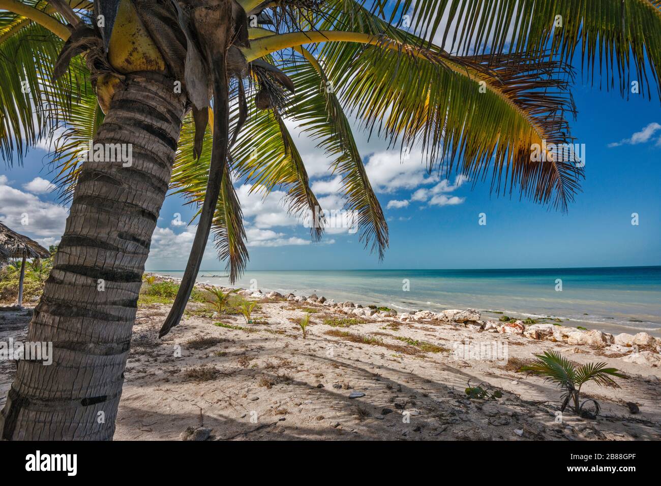 Palme da cocco sulla spiaggia, Punta Tonanche vicino Champoton sulla baia di Campeche, Golfo del Messico, Campeche stato, Messico Foto Stock