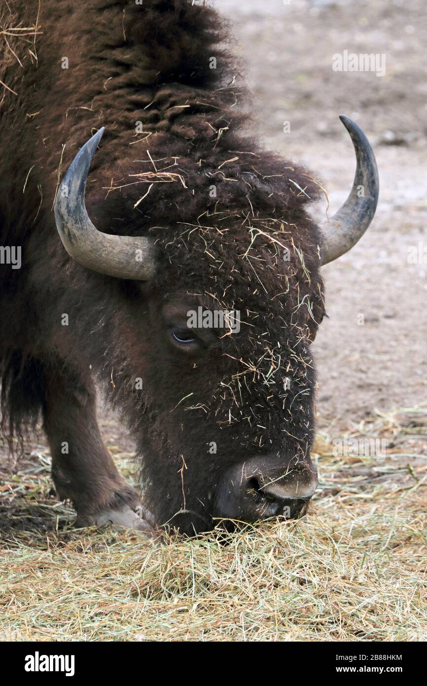 Un bisonte americano, bisonte, mangiare. Parco e zoo della contea di Cape May. Tribunale di Cape May, New Jersey, Stati Uniti Foto Stock