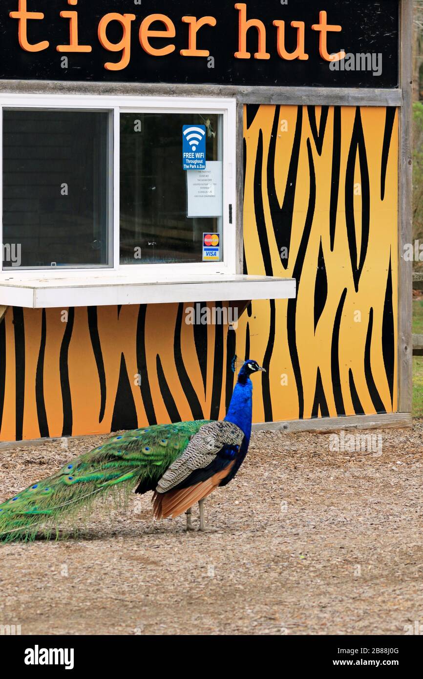 Un Peacock, Pavo critico, di fronte al Tiger Hut concessione stand al Cape May County Park & Zoo, New Jersey, Stati Uniti Foto Stock