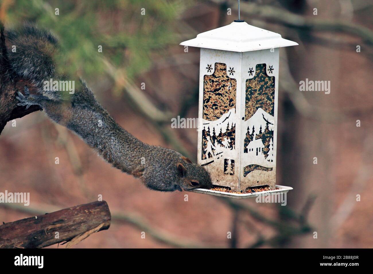 Uno scoiattolo grigio orientale, Sciurus carilinensis, che raiding un alimentatore di uccello. Foto Stock