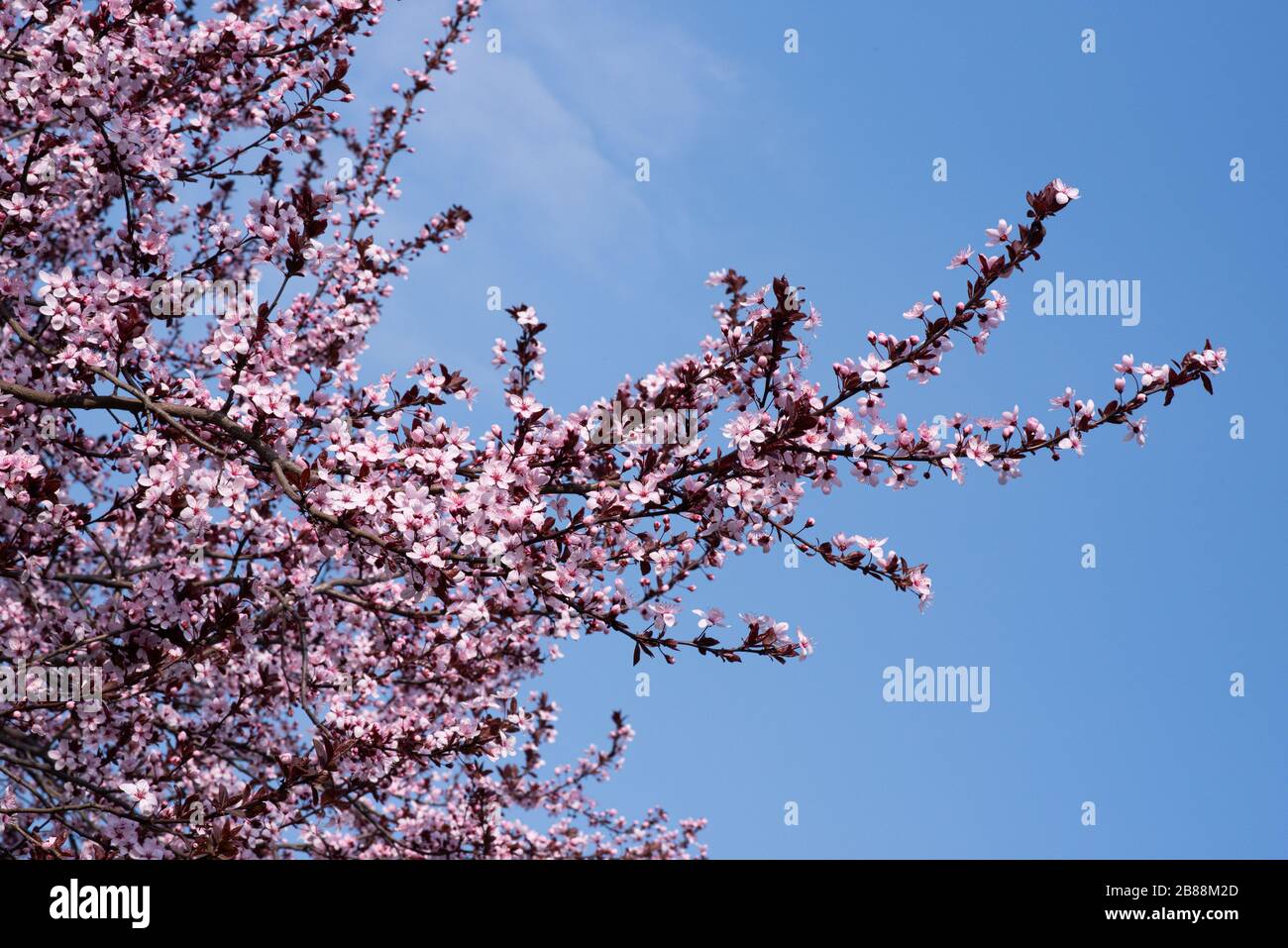 Albero di pesca fiorito in primavera. Foto Stock