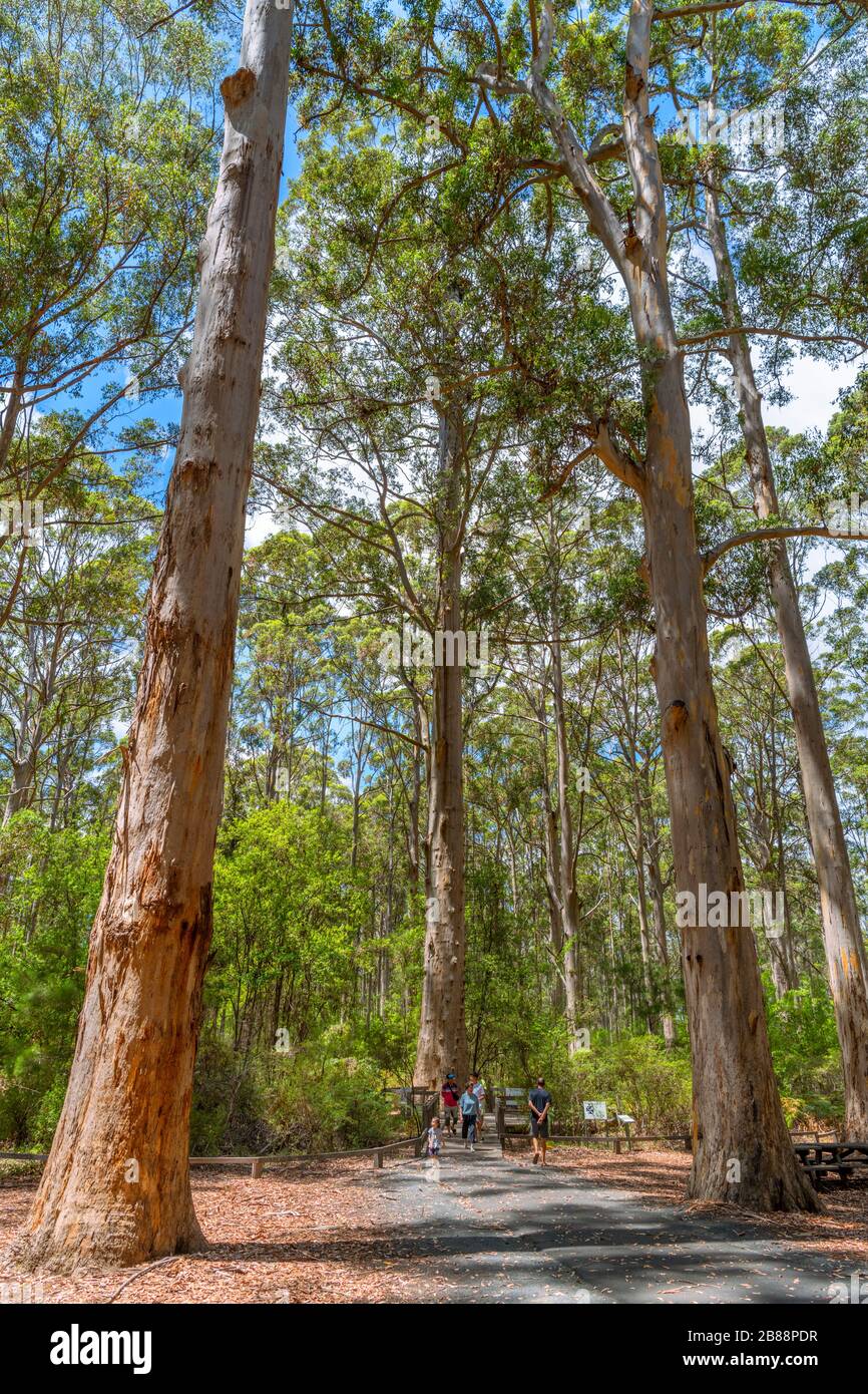 Vista verso il Gloucester Tree, un gigantesco Karri Tree, precedentemente utilizzato come punto di osservazione del fuoco, il Gloucester National Park, Pemberton, WA, Australia Foto Stock