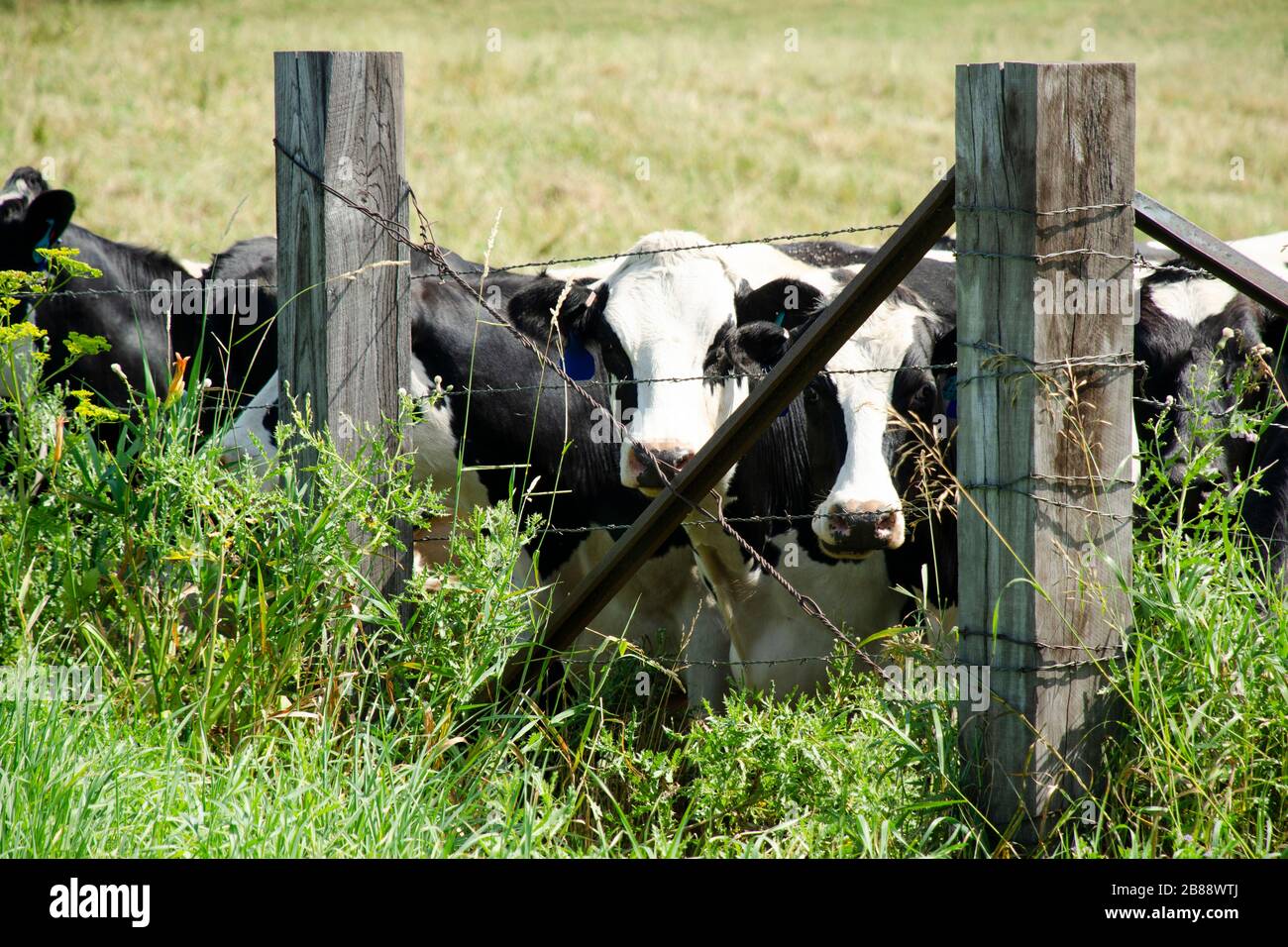 Un gregge di mucche in piedi in un campo insieme Foto Stock