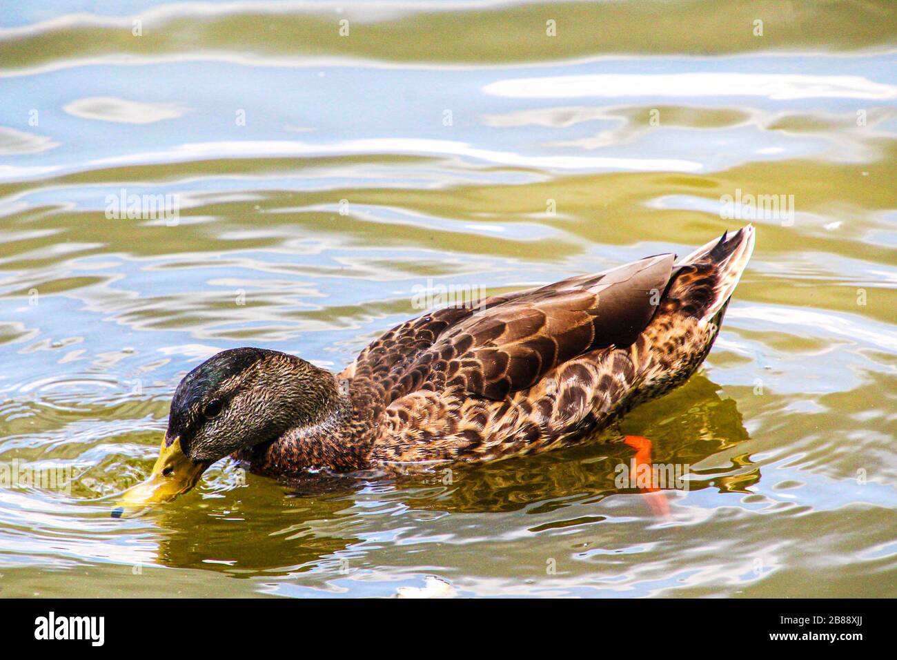 L'anatra carina è acqua potabile Foto Stock
