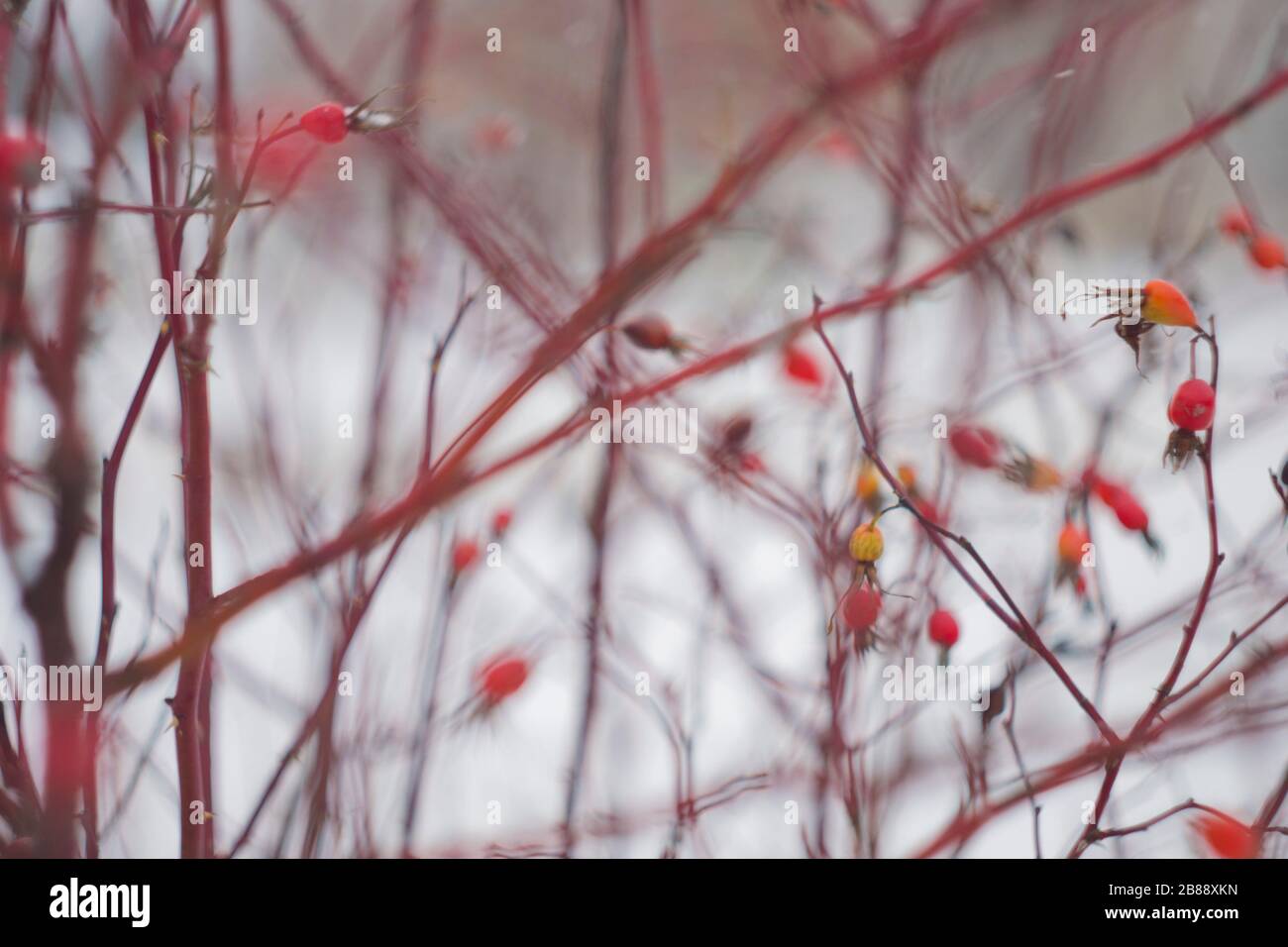 Cespuglio Rosehip in inverno, sfocato per lo sfondo Foto Stock
