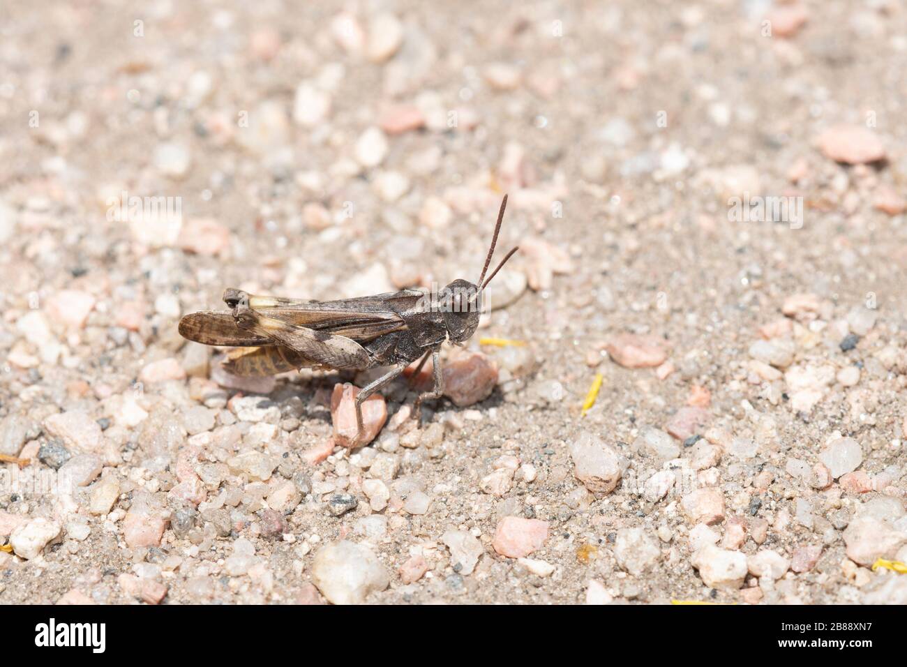 Rangeland Grasshopper (Arphia conspersa) con le ali di speckle a terra su sporco e ghiaia in Colorado Foto Stock